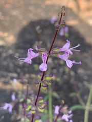 Syncolostemon canescens