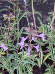 Syncolostemon canescens