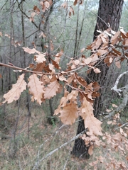 Quercus × cerrioides