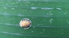 Aspidimorpha miliaris