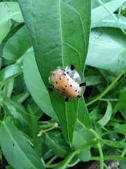 Aspidimorpha miliaris