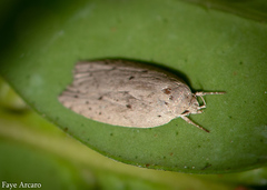 Euchaetis