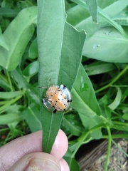 Aspidimorpha miliaris