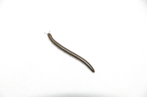 Nanostreptus geayi