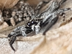 Holoplatys complanatiformis