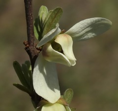 Asimina reticulata