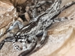 Holoplatys complanatiformis