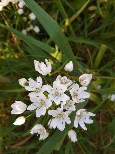 Allium neapolitanum image