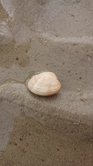 Ruditapes decussatus