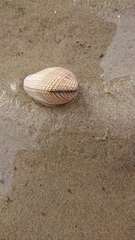 Ruditapes decussatus