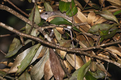 Melomys capensis