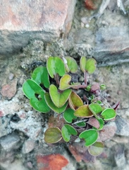 Falkia repens
