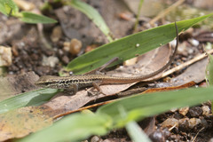 Closed-Litter Rainbow-Skink photo 5