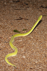 Morelia viridis
