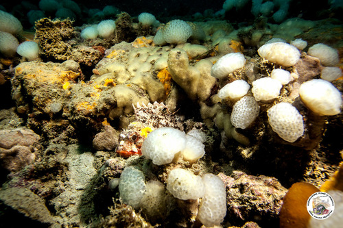 Representative image of Polycitor adriaticus