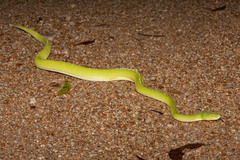 Morelia viridis