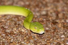 Morelia viridis