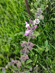 Salvia pinnata