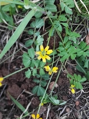 Securigera parviflora