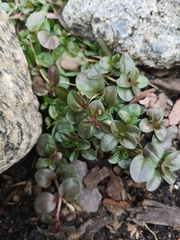 Epilobium brunnescens