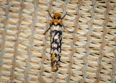 Moerarchis clathrata