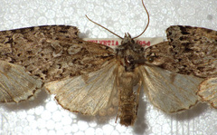 Xestia speciosa