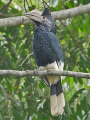 Bycanistes subcylindricus