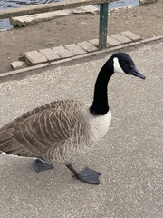 Branta canadensis