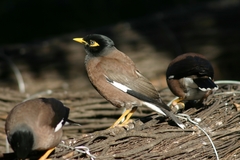 Acridotheres tristis