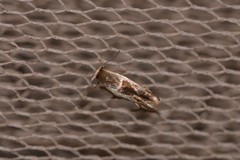 Stathmopoda megathyma