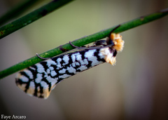 Moerarchis clathrata