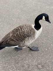 Branta canadensis