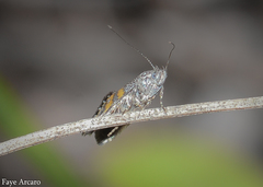 Aeolocosma cycloxantha