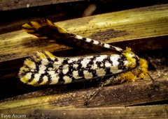 Moerarchis clathrata