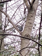 Sciurus carolinensis