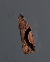 Statherotis pendulata