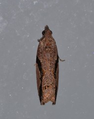 Statherotis pendulata