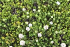 Agathosma gonaquensis