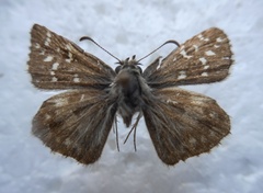 Pyrgus onopordi