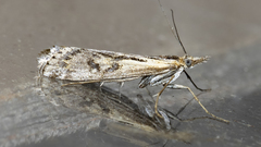 Hednota pedionoma