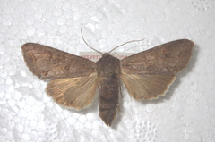 Polia bombycina