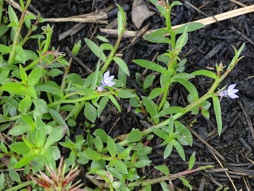 Berg's grass-fern (Grammatotheca bergiana)