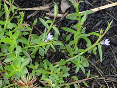 Berg's grass-fern (Grammatotheca bergiana)