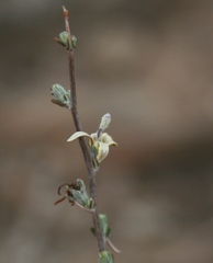 Wahlenbergia cinerea