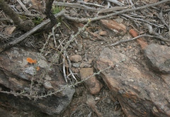 Wahlenbergia cinerea
