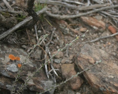 Wahlenbergia cinerea