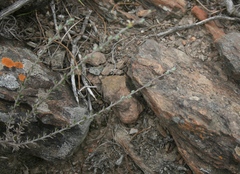 Wahlenbergia cinerea