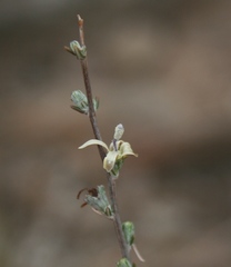 Wahlenbergia cinerea