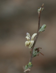 Wahlenbergia cinerea