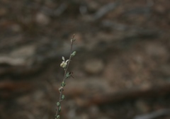 Wahlenbergia cinerea